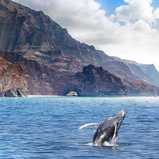 Whale & Dolphin Boat Tour