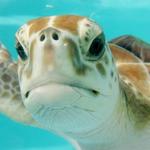 South Carolina Aquarium