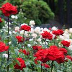 International Rose Test Garden