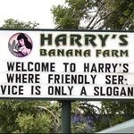 Harry's Banana Farm