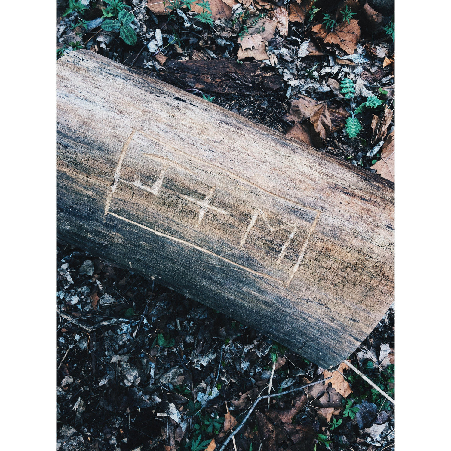 1 year anniversary - Covid walk at Armco Park. This tree carving is engraved on the inside of Madeline's engagement ring.