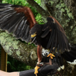 Green Mountain Falconry School
