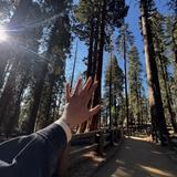 Sequoia National Park