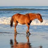 Wild Horse Adventure Tours
