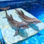 Clearwater Marine Aquarium