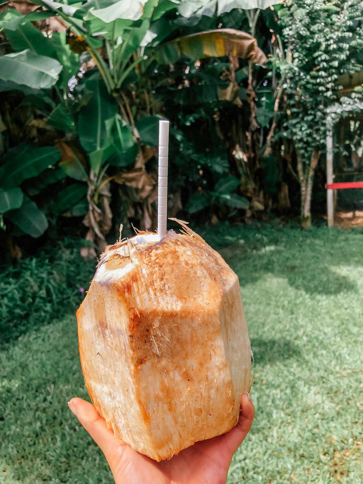 Stopped to get a freshly cut coconut on the side of the road after seeing Akaka Falls on the Big Island