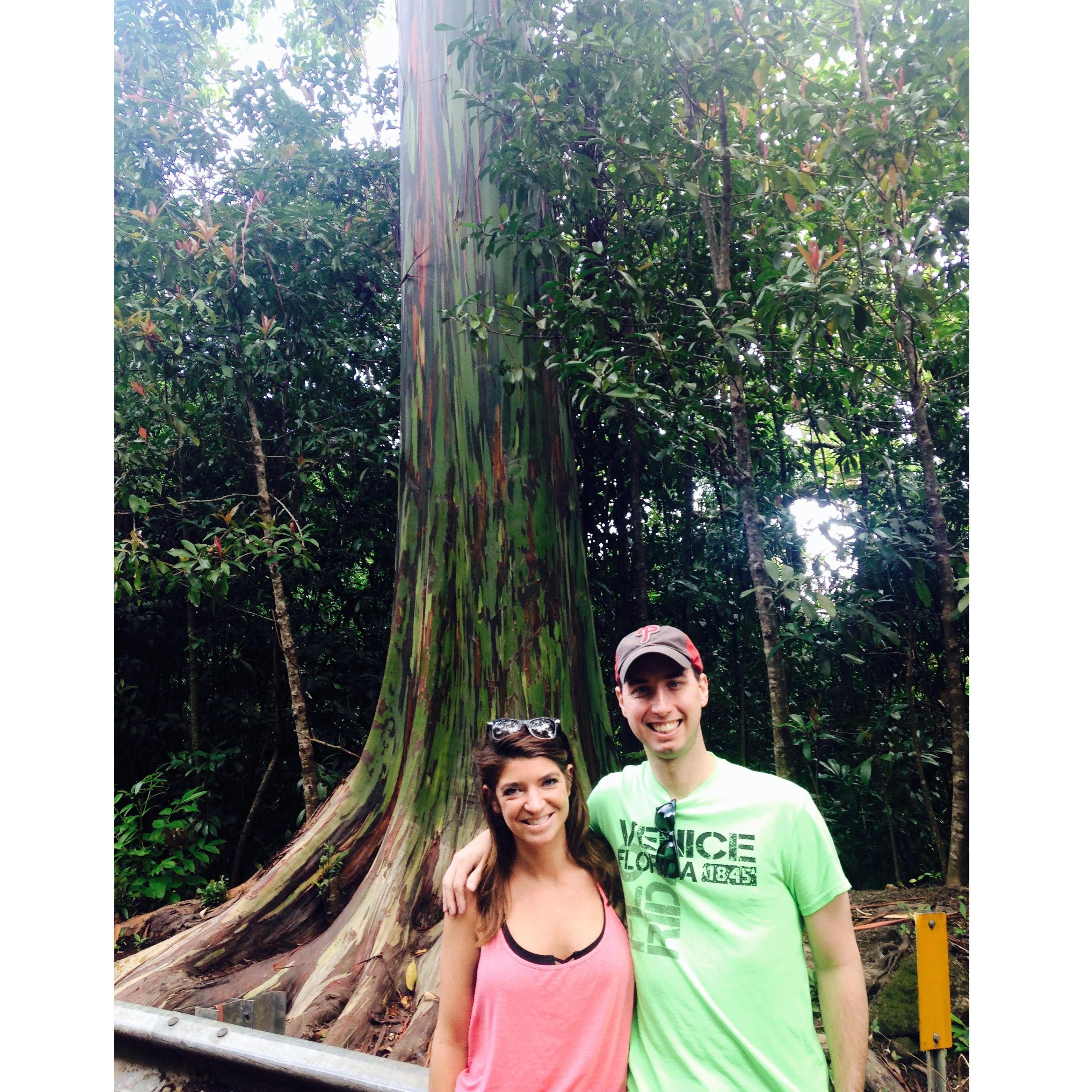 Rainbow trees in Hawaii