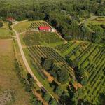 Perry's Berry's Vineyard & Winery