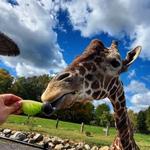 Keystone Safari