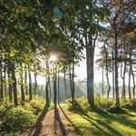 The Morton Arboretum