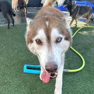 Samson Daycare/Boarding Fund