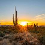 Saguaro National Park
