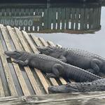 Gatorland