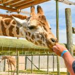 Gulf Breeze Zoo