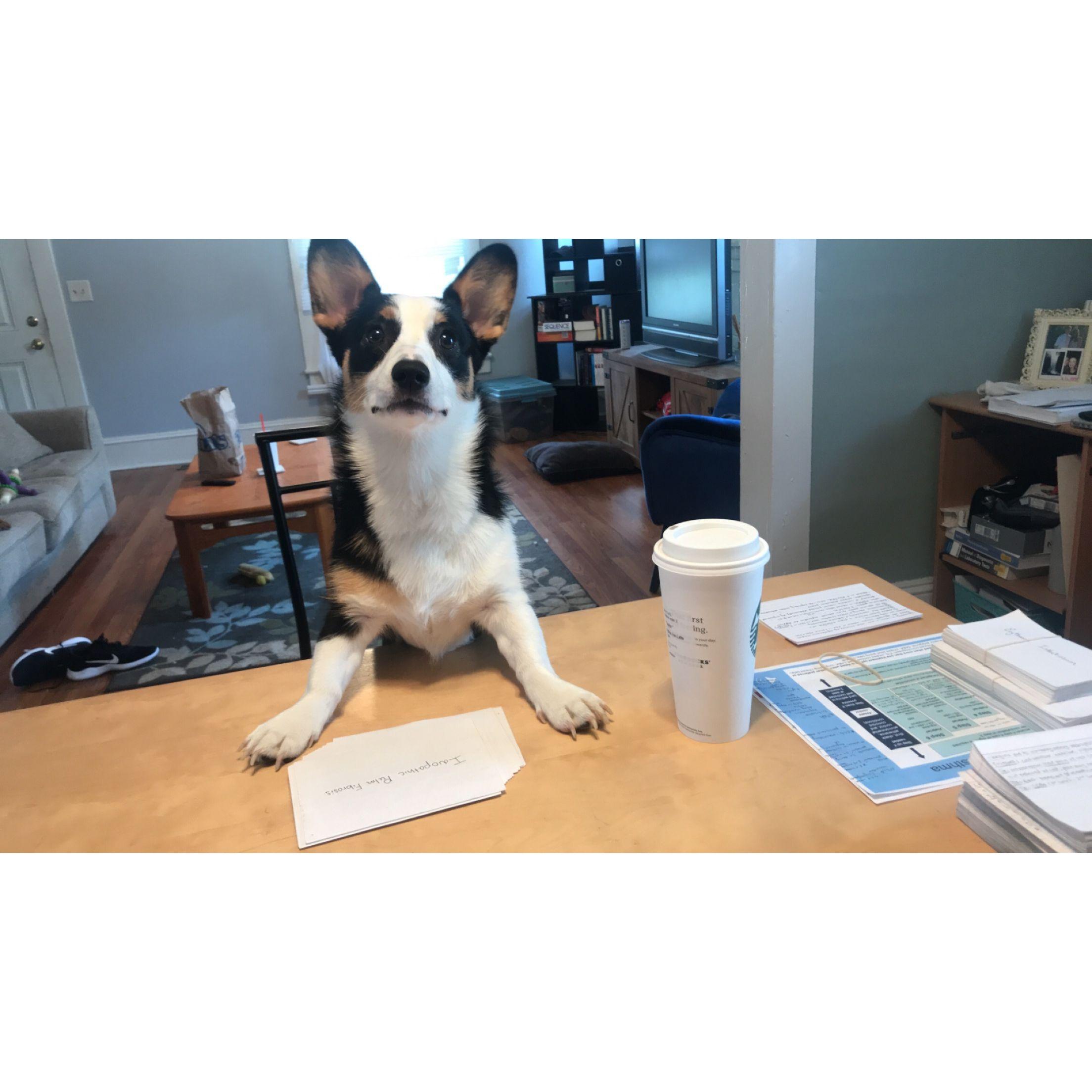 Sundae wanted to be a PA too, quickly learned she liked naps and walks more than working for a living.