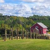Hunting Creek Vineyards