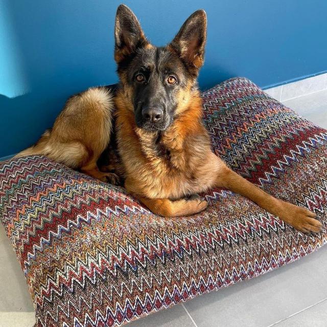 Chevron Dog Bed