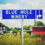 Blue Mule Winery