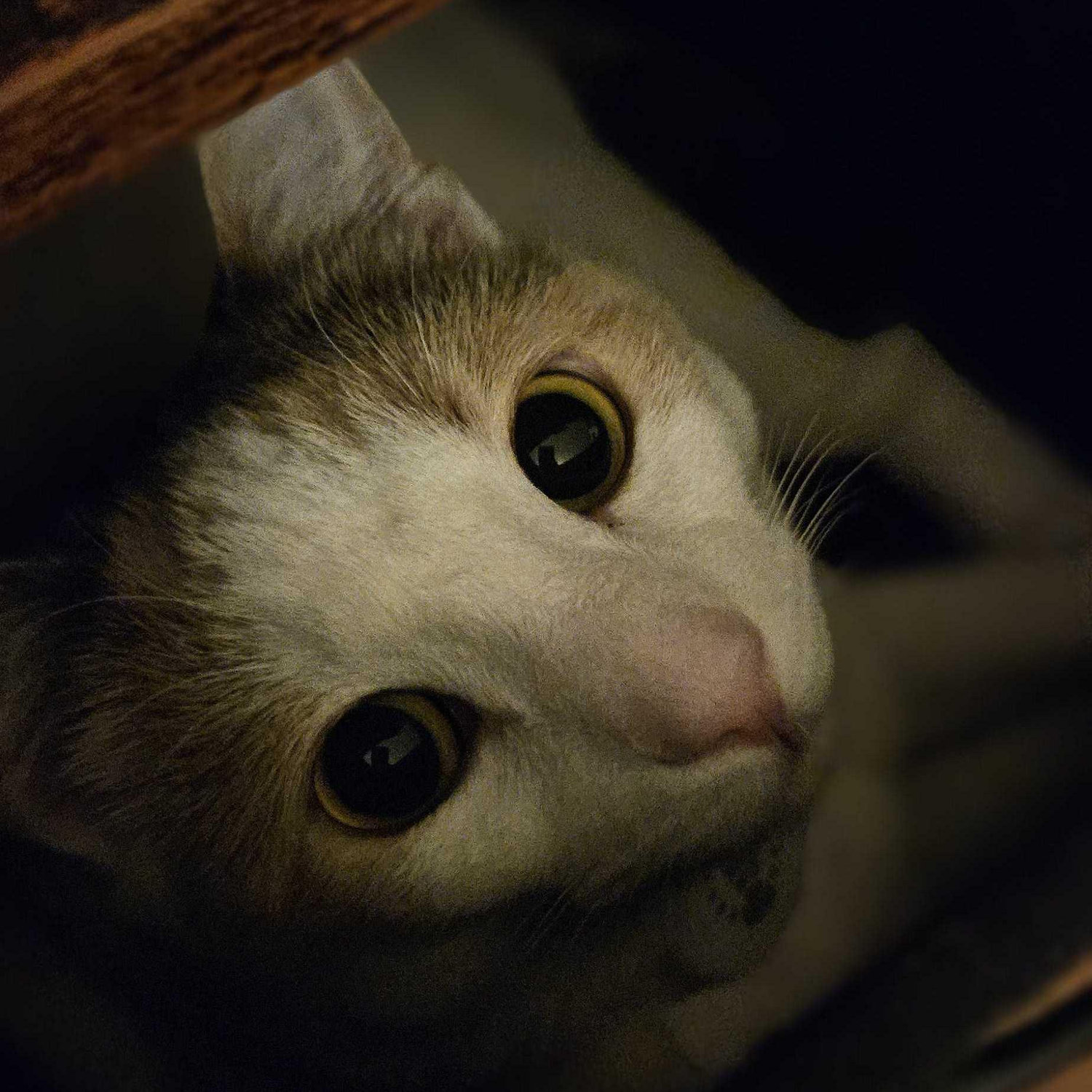 Our baby, Jasmine