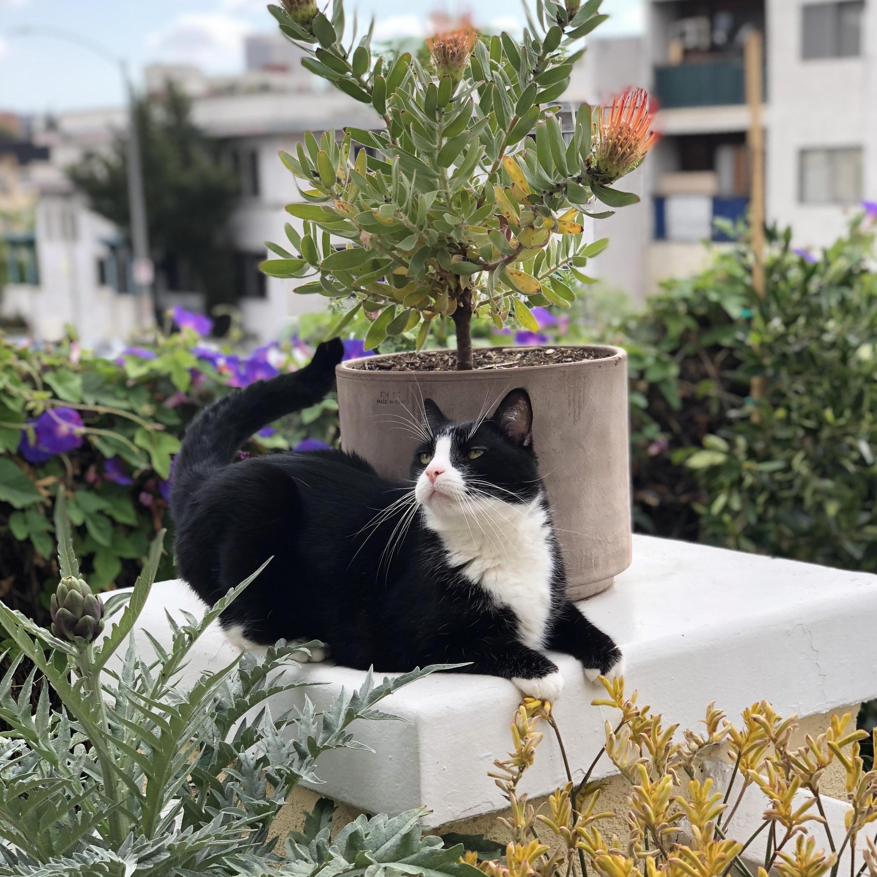 Our kitty Zeus