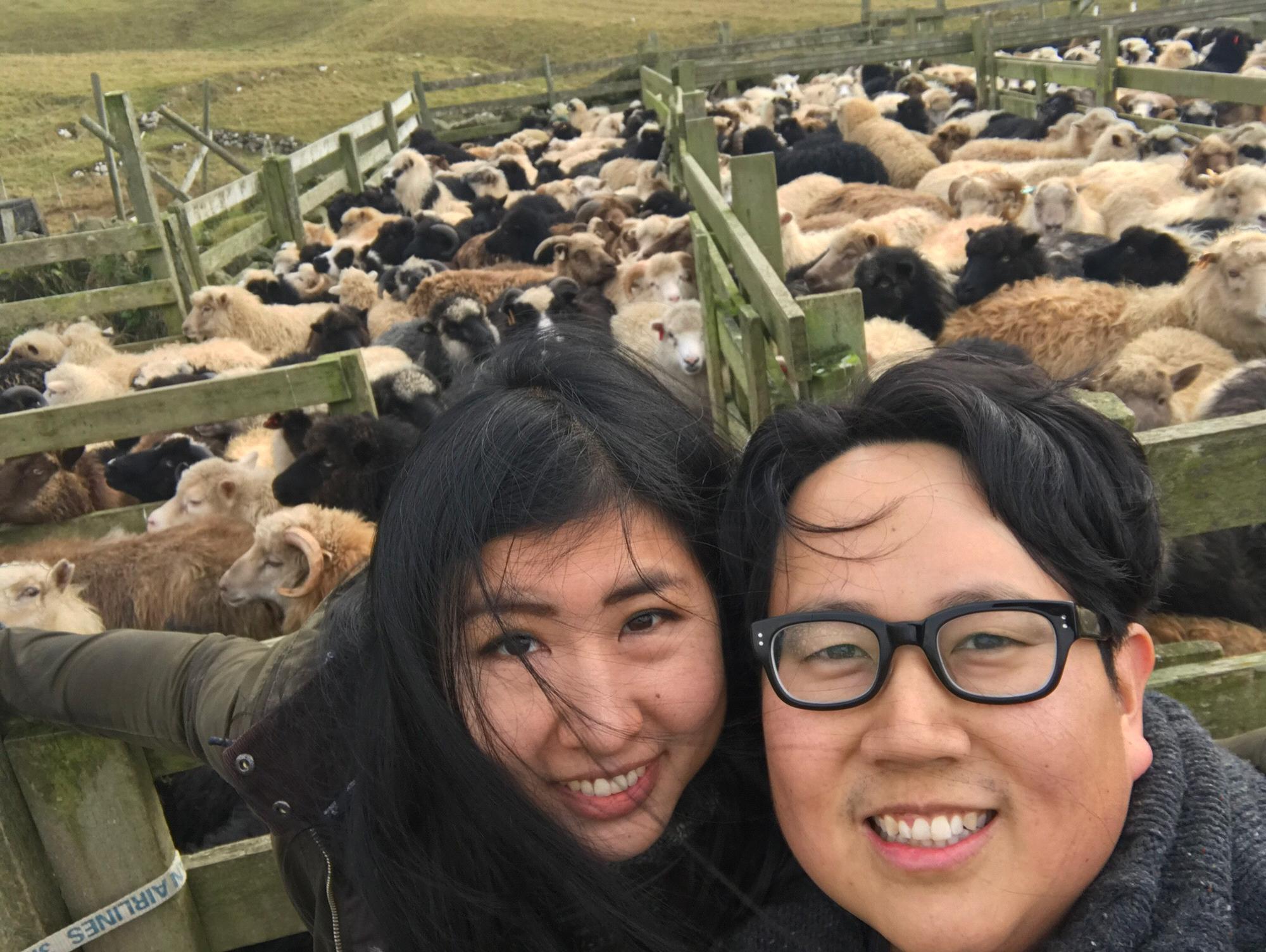 At a sheep farm also in the Faroe Islands.
