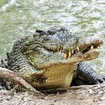 Koorana Crocodile Farm