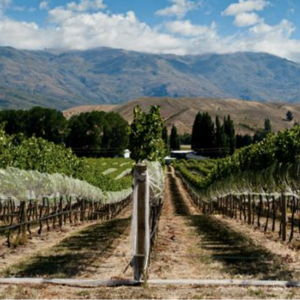 Queenstown & Central Otago Wine Tour