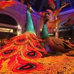 Bellagio Conservatory & Botanical Gardens