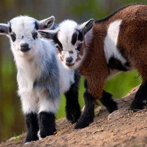 Kylee's Goat Fund (Sorry David)