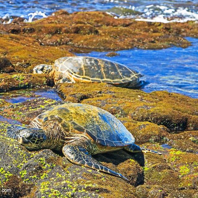 Hike in Kaloko-Honokōhau National Historical Park