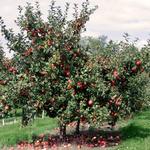Country Apple Orchard