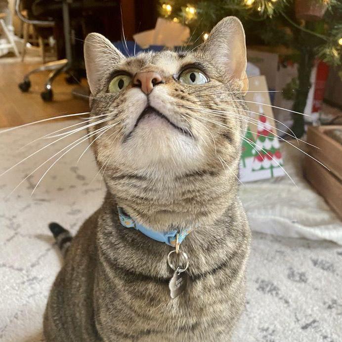 Rosie, our cat and the 2nd love of our lives