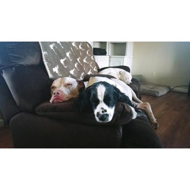 Dallas, Emma Lou, and Rowdy