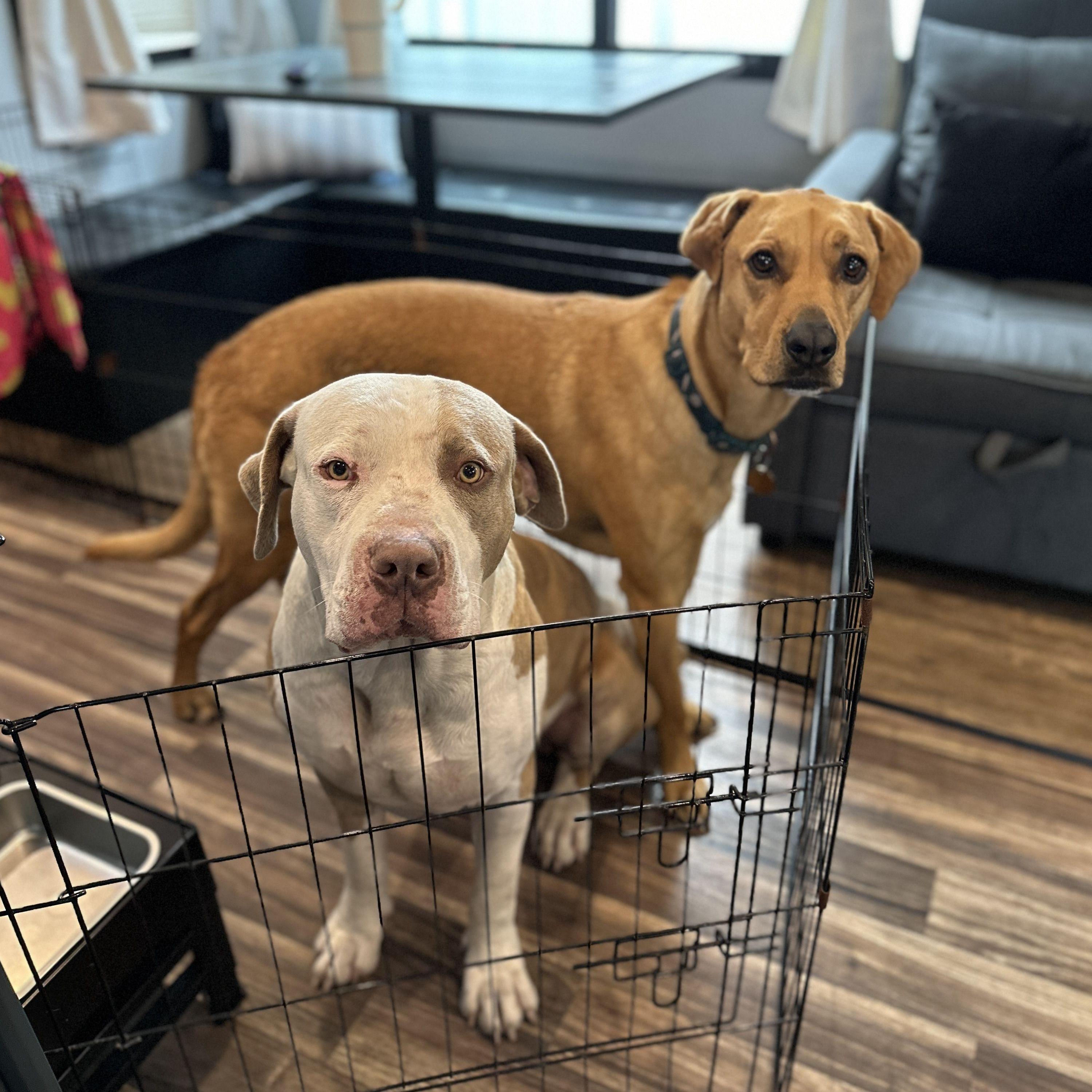 And then there were two fur babies...