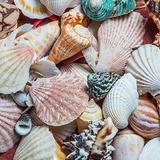 Sea Shell City "Museo de Conchas"