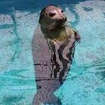Woods Hole Science Aquarium