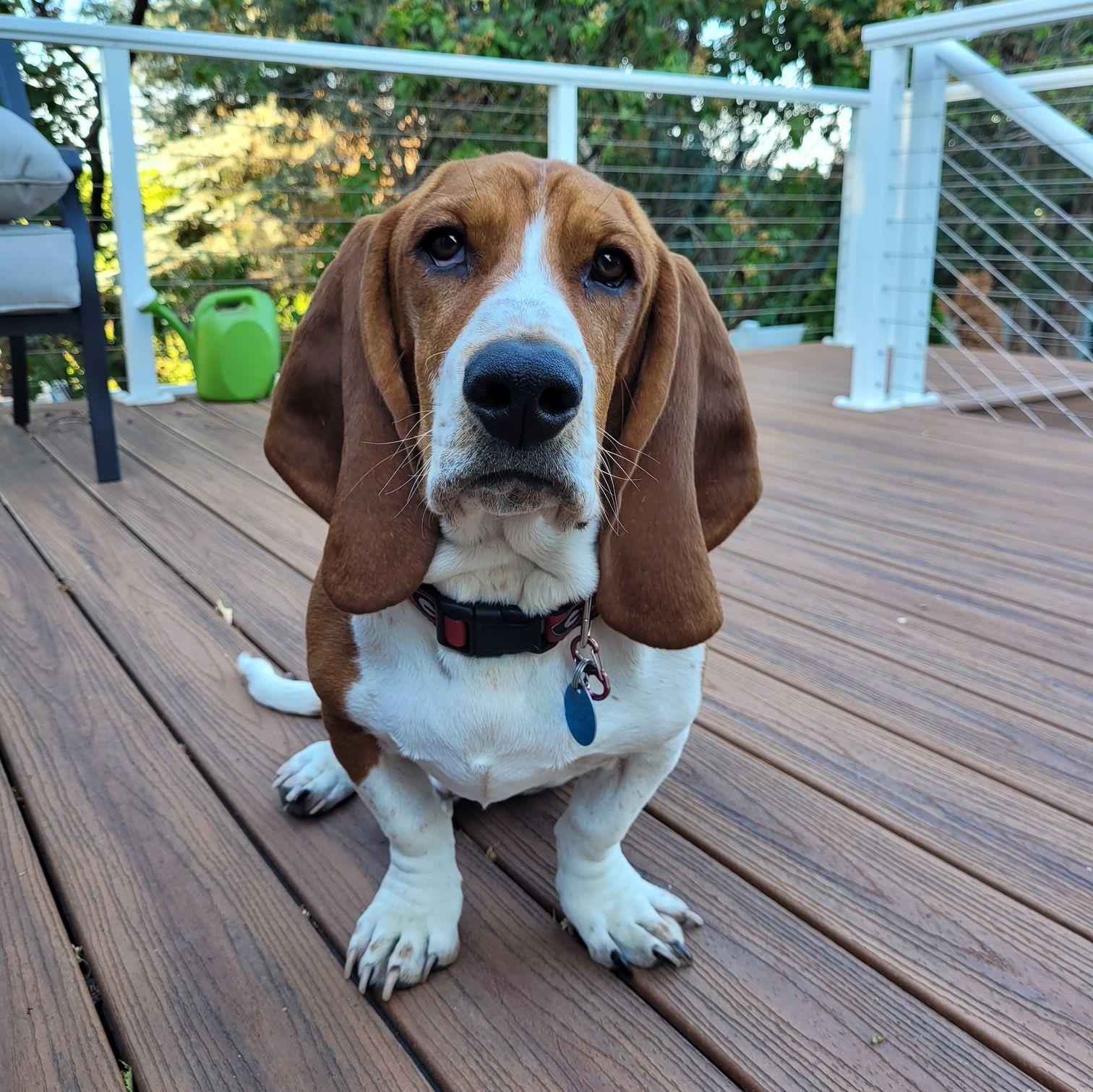 Anne & Allen's Bassett Hound--Bowers!