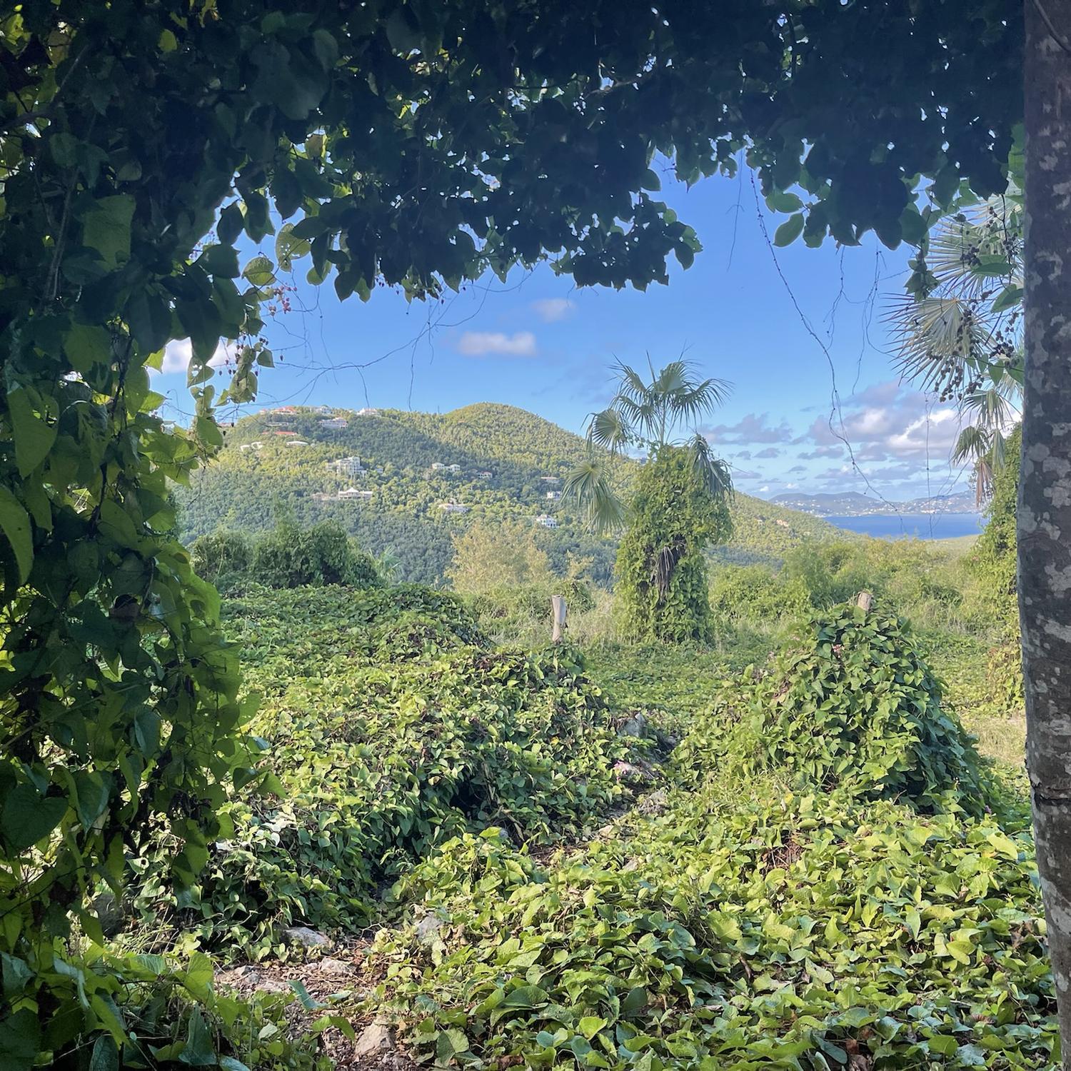 Cinnamon Bay hiking trail.