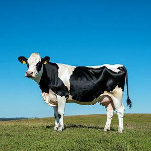 Quarter Cow fund