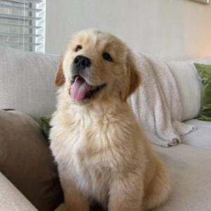 Puppy Fund