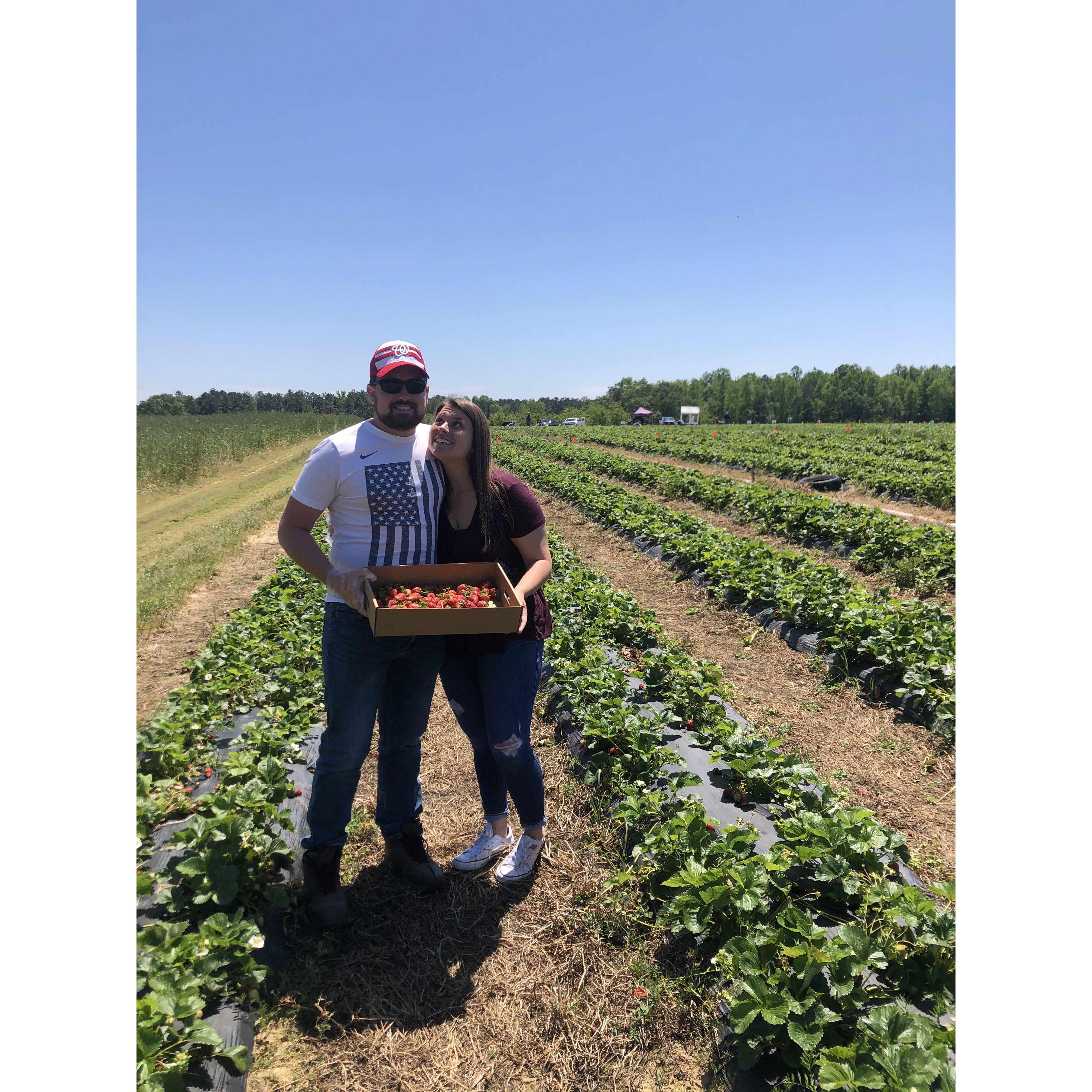 Strawberry picking in 2020