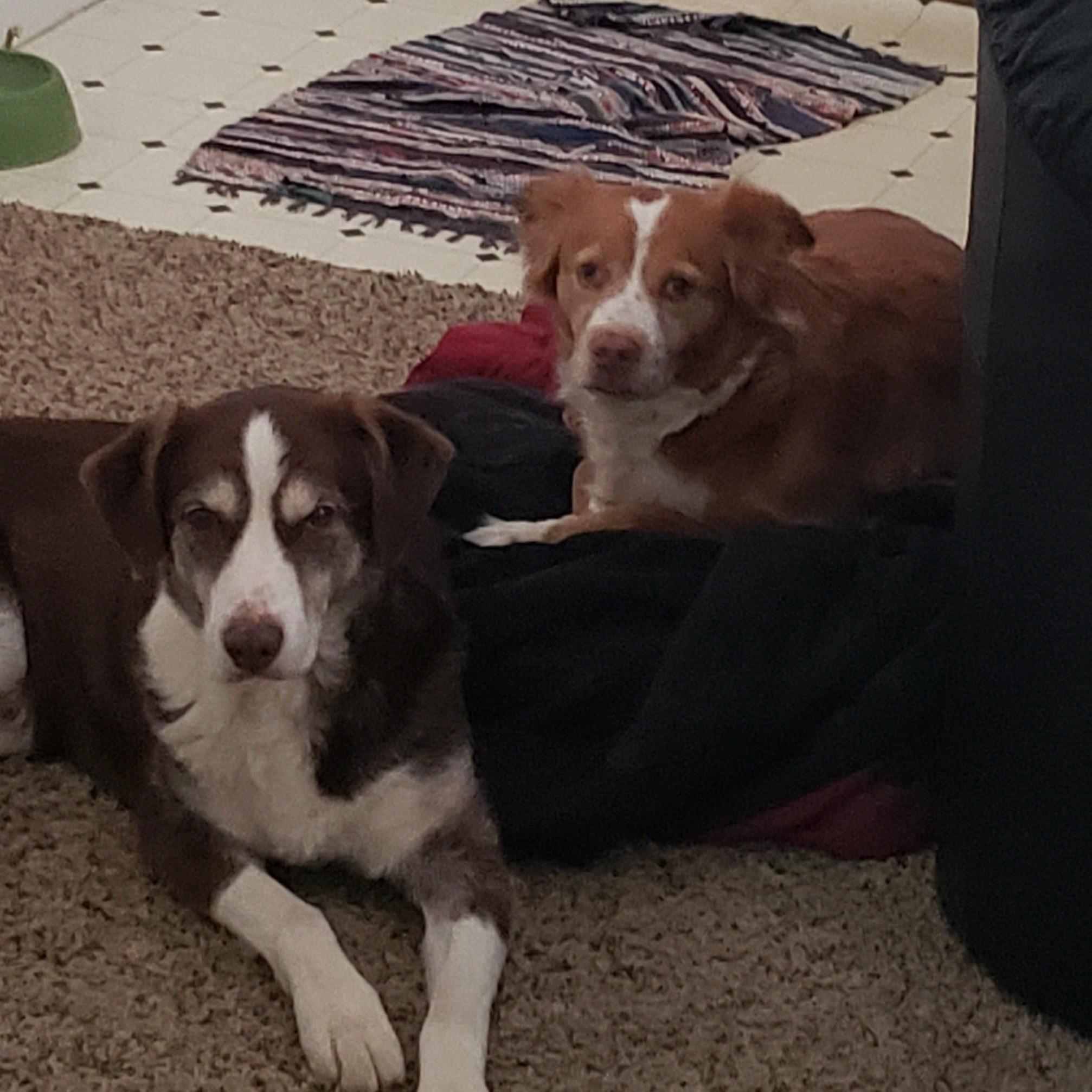 May 2020 - Buddy & Daisy