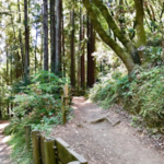 Huddart Park Trail