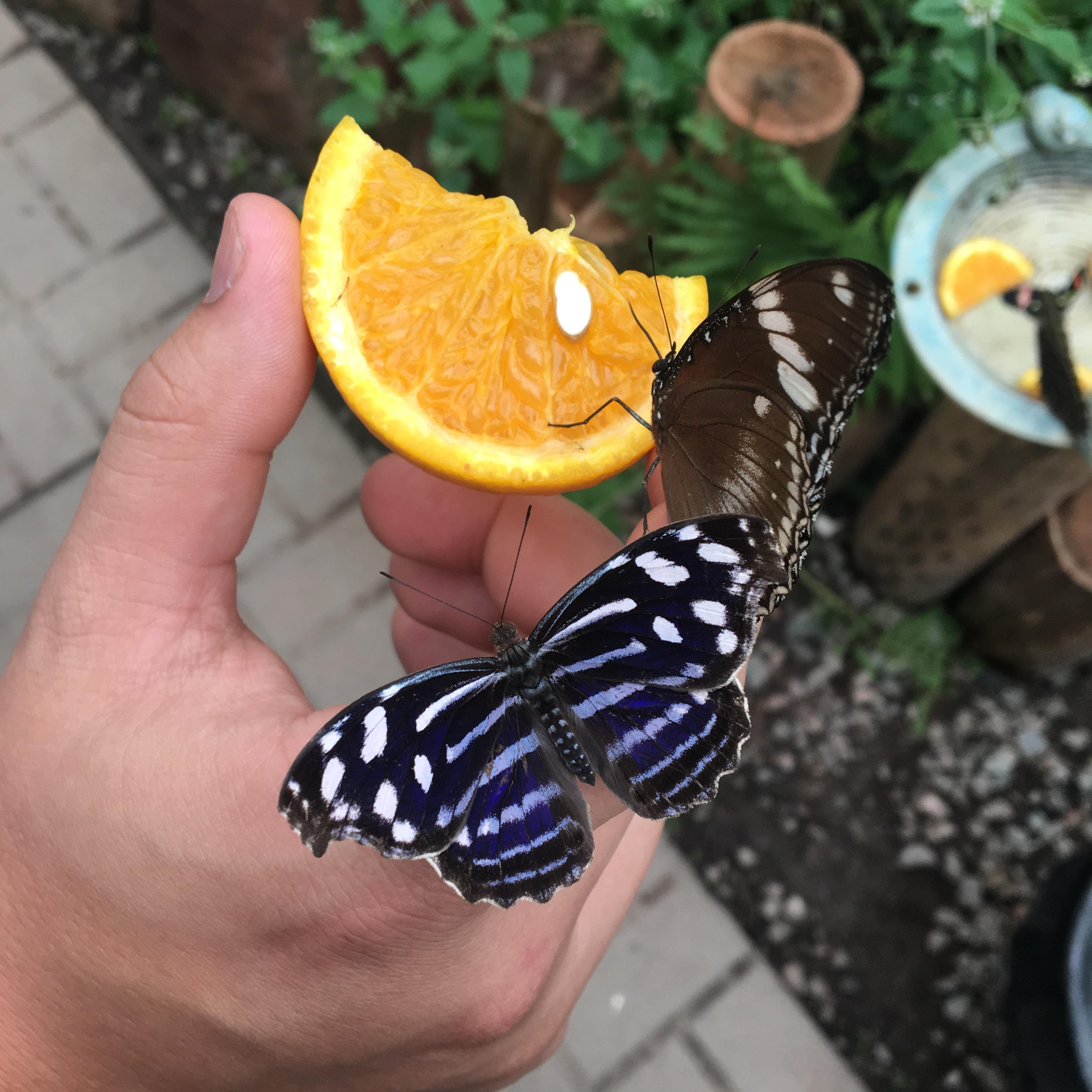 All the butterflies