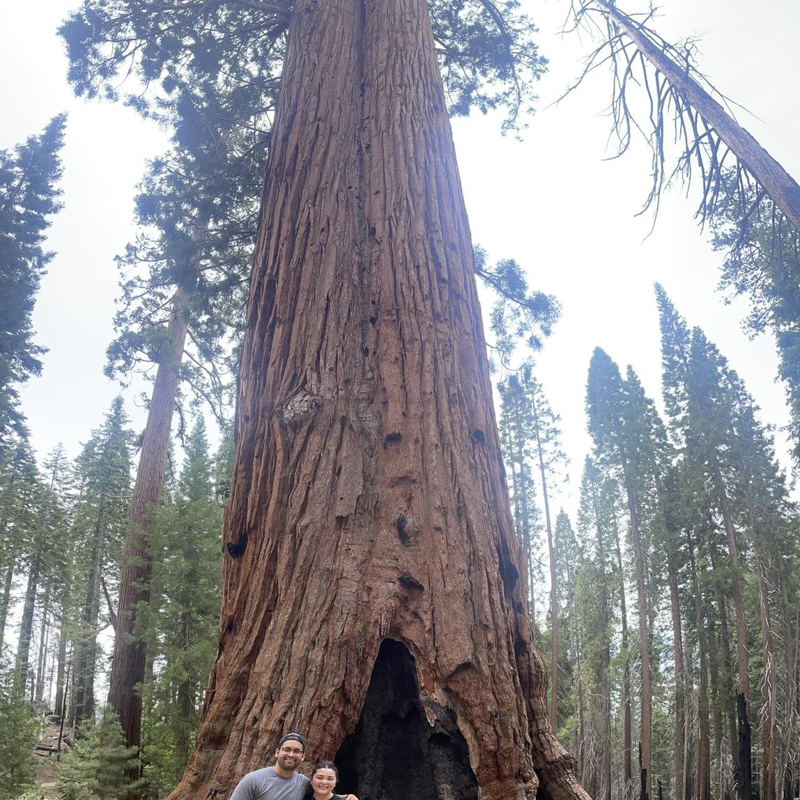 Yosemite cedars - July 2023