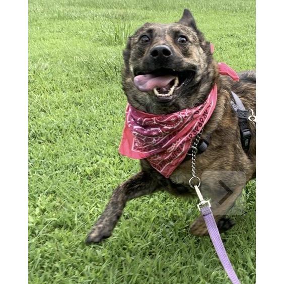 Sasha having a blast at doggy day care
