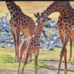 Phoenix Zoo