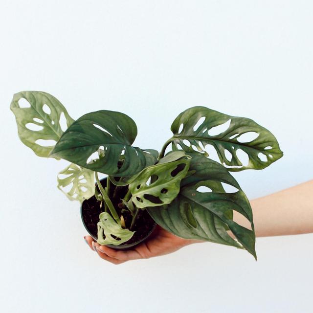 Monstera Adansonii “Philodendron Swiss Cheese”