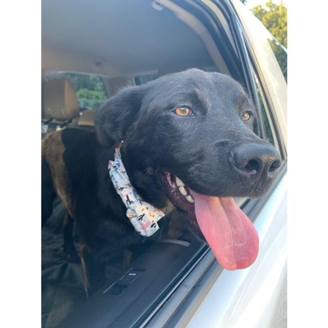 eno's freedom ride