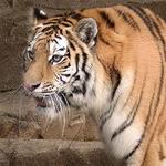 Riverbanks Zoo & Garden